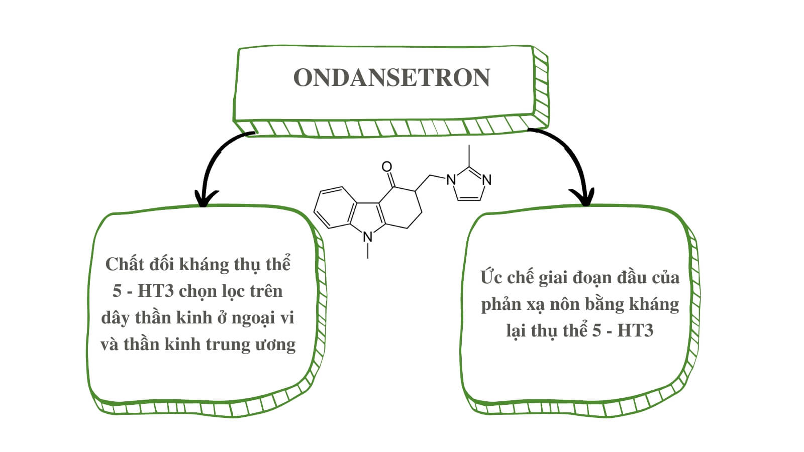 Ondansetron ức chế giai đoạn đầu của phản xạ nôn