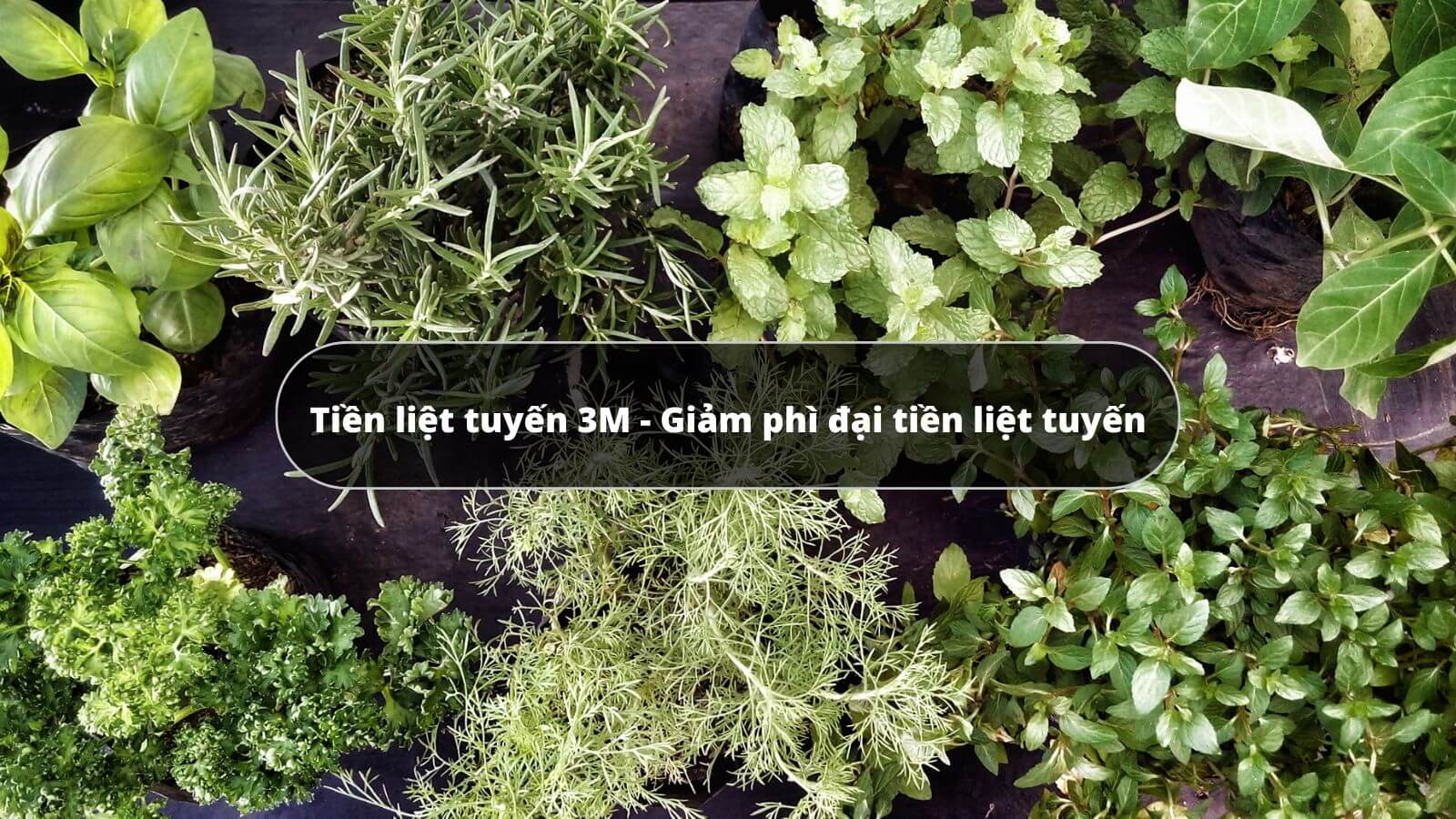 Chiết xuất 100% thảo dược thiên nhiên