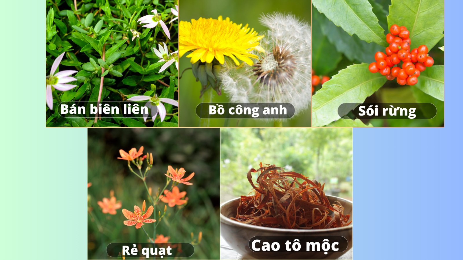Nhóm dược liệu trị ho hiệu quả của tiêu khiết thanh Platinum