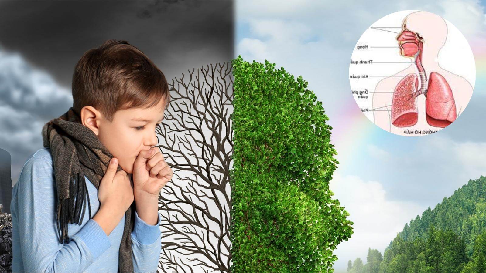 Tinh dầu tràm ngâm củ nén Mệ Đoan giúp phòng và hỗ trợ điều trị các bệnh đường hô hấp.