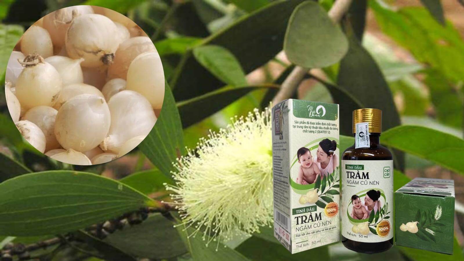 Thành phầTinh dầu Mệ Đoan được chiết xuất từ lá tràm gió và được ngâm trong củ nén. 