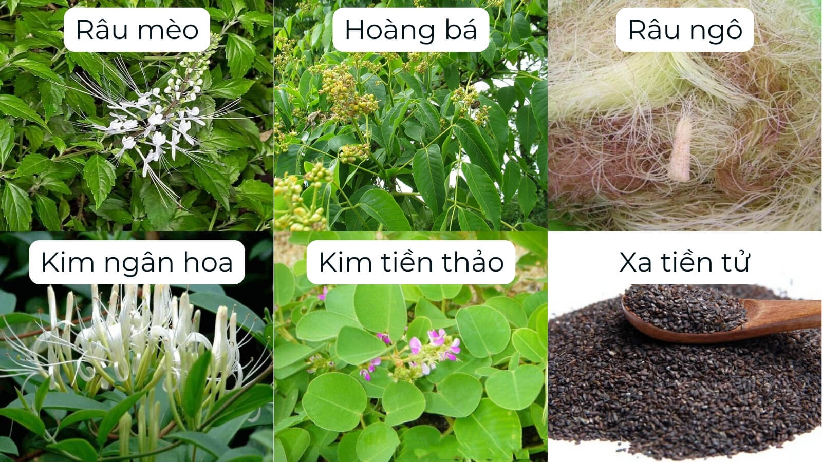 Các thành phần chính có trong viên uống Torinic