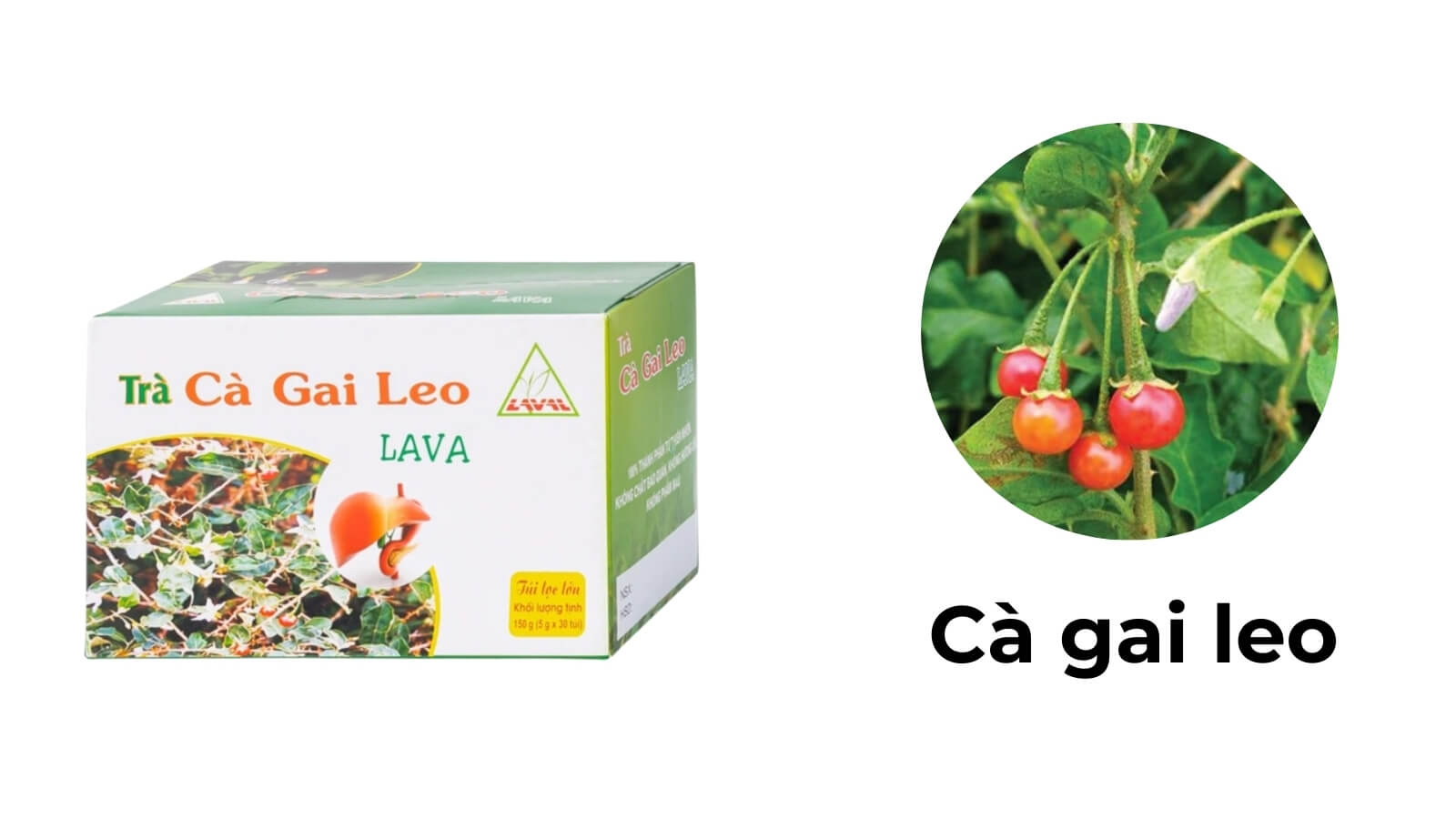 Sản phẩm với 100% thành phần từ thân và lá của cà gai leo tự nhiên
