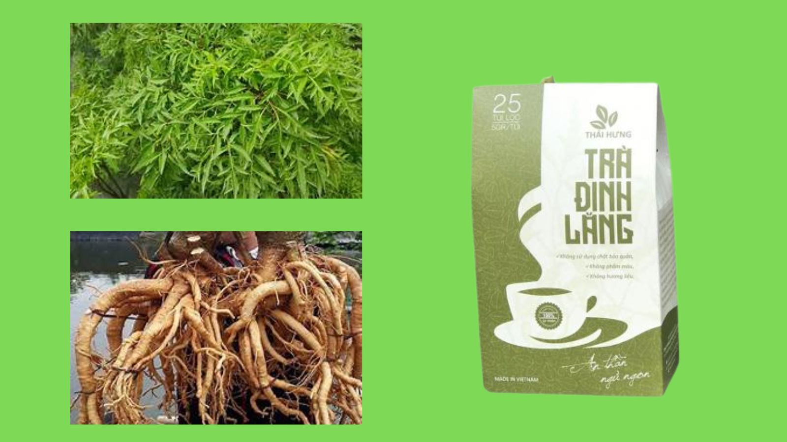 Trà đinh lăng Thái Hưng – Hỗ trợ tăng tuần hoàn máu não