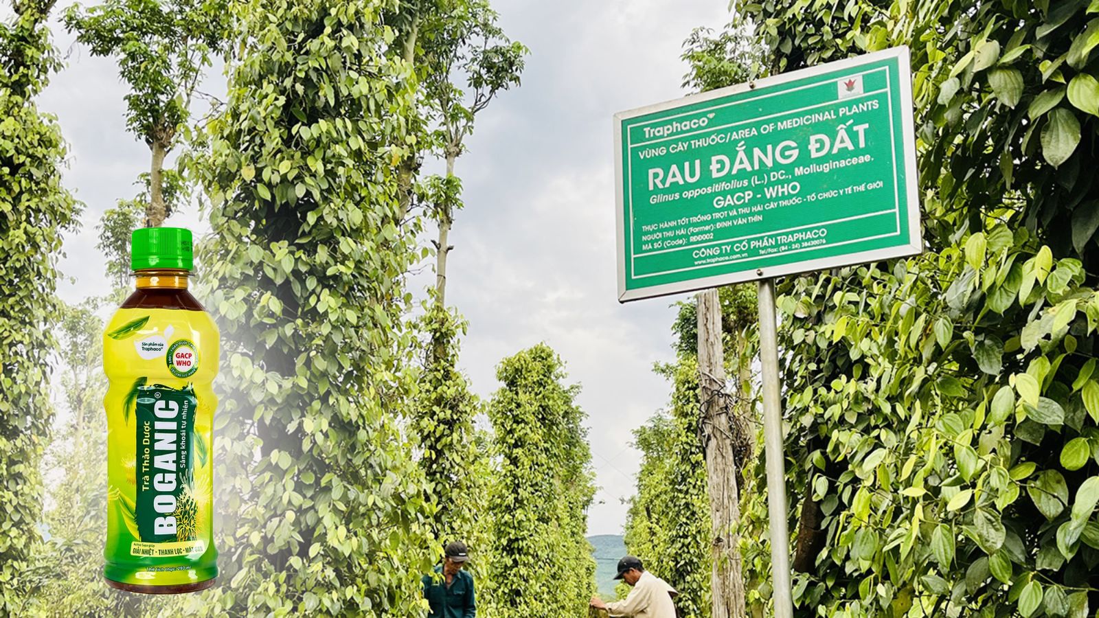Trà thảo dược Boganic thanh nhiệt cơ thể