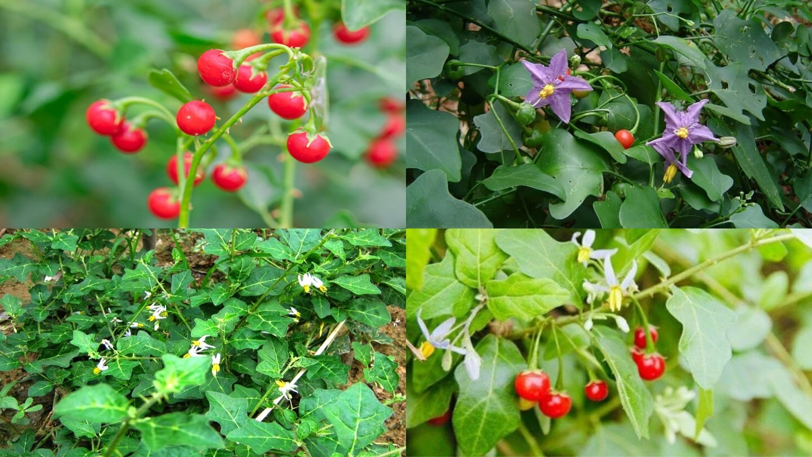 Cà gai leo là vị thuốc nam quý có tác dụng tốt cho gan.