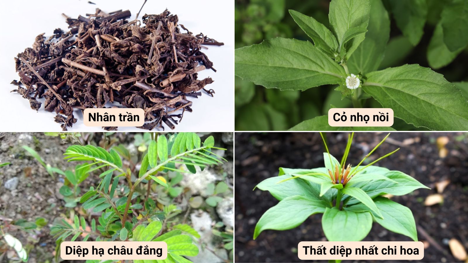 Sự kết hợp các dược liệu trong viên uống Trungca giúp tăng tác dụng thanh nhiệt, giải độc