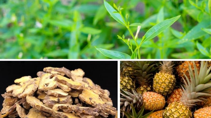 Vegtin Xuyên tâm liên có thành phần chiết xuất từ thảo dược