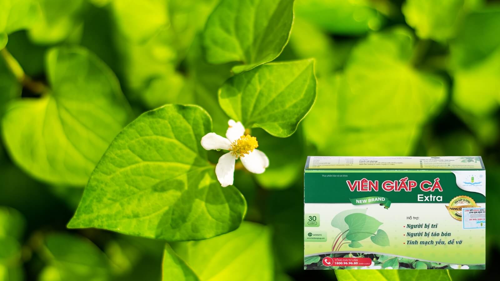 Vi&ecirc;n Giấp C&aacute; Extra c&oacute; th&agrave;nh phần từ diếp c&aacute; tự nhi&ecirc;n