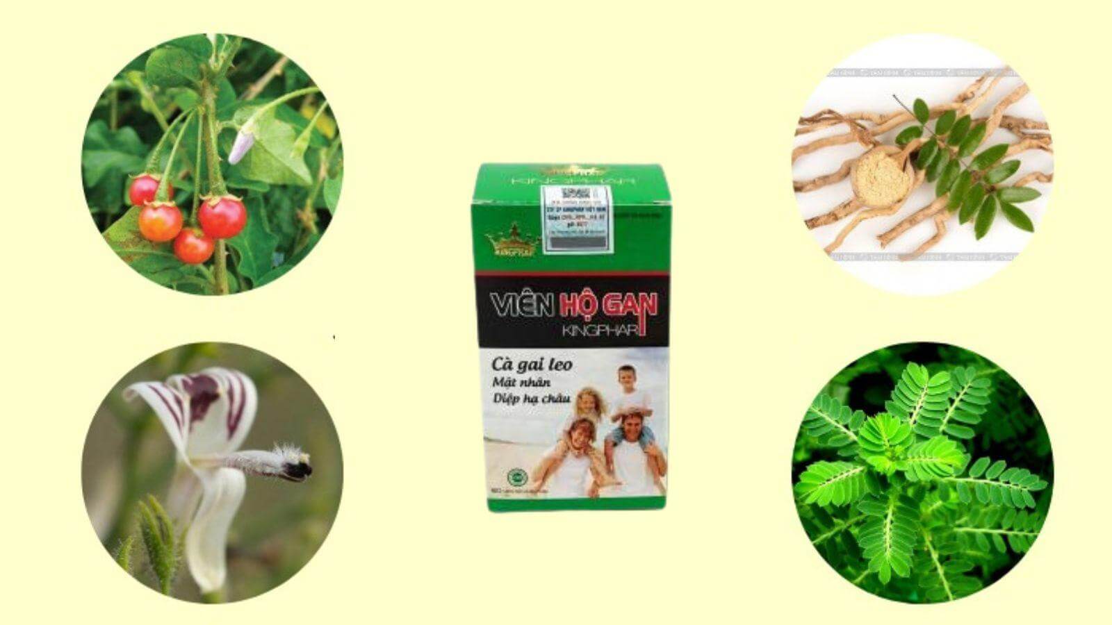Thành phần của Viên Hộ Gan Kingphar