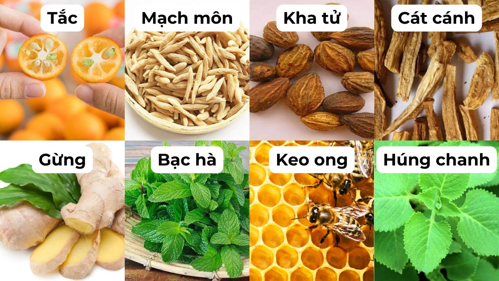 Các thành phần chính có trong viên ngậm thảo dược Ích Nhi