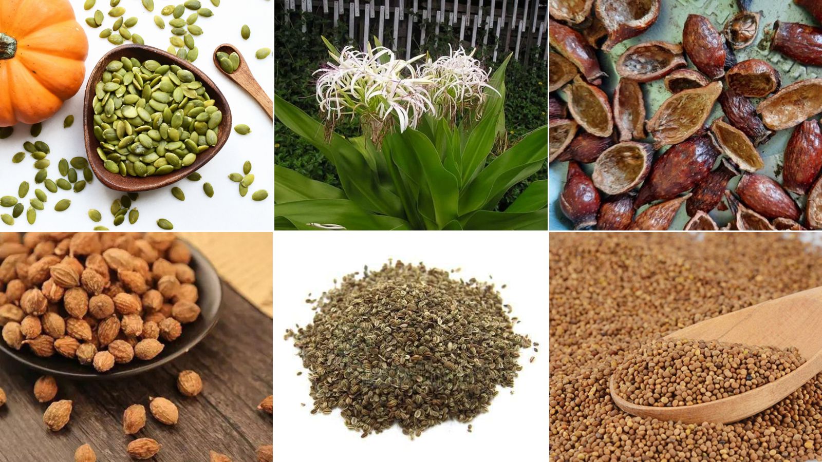 Viên tiểu đêm Phúc Lộc Thọ chiết xuất từ các dược liệu thiên nhiên