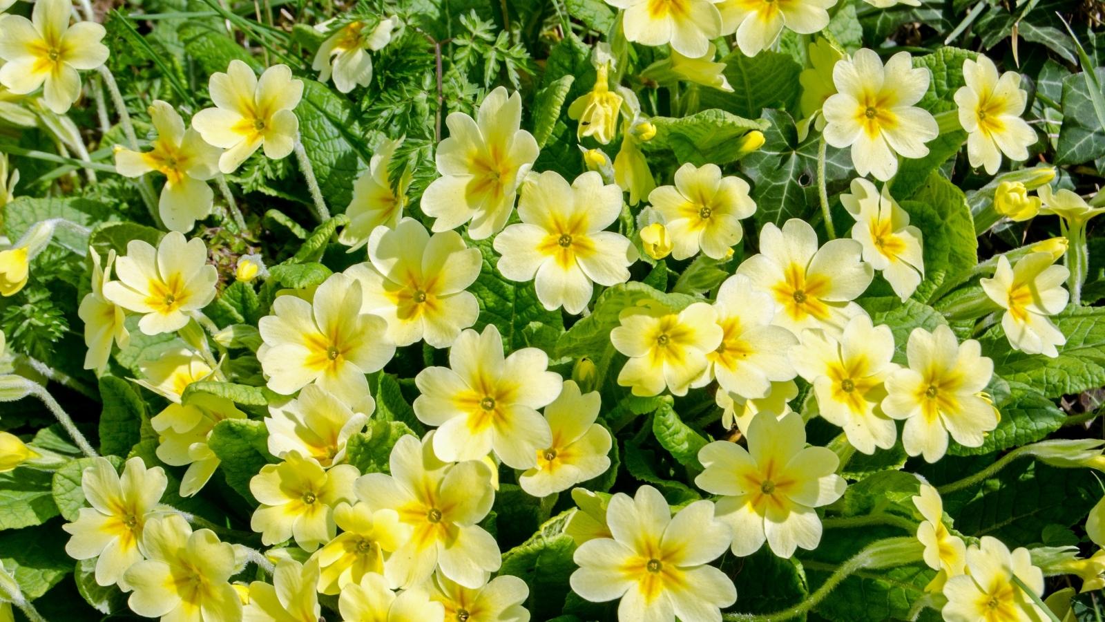 Những tác dụng tuyệt vời của tinh dầu hoa anh thảo