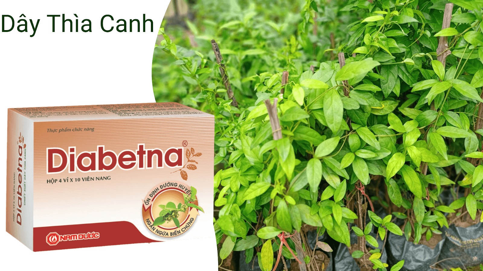 Ưu điểm của Viên Uống Hạ Đường Huyết Mỡ Máu Diabetna