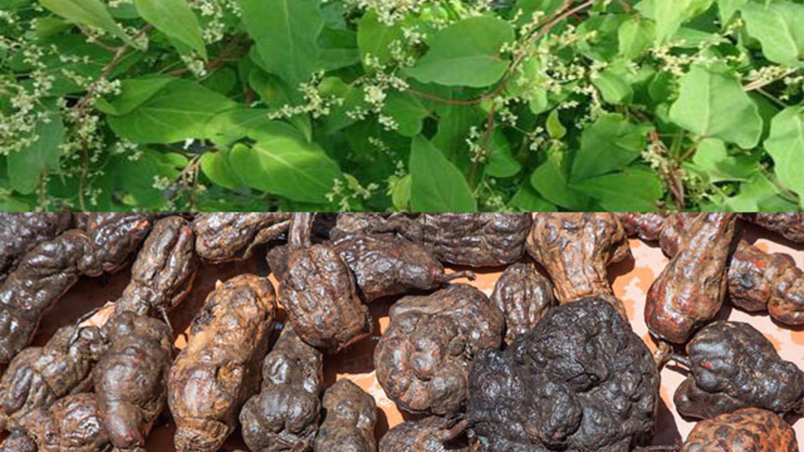 Hà thủ ô đỏ dưỡng huyết bổ âm