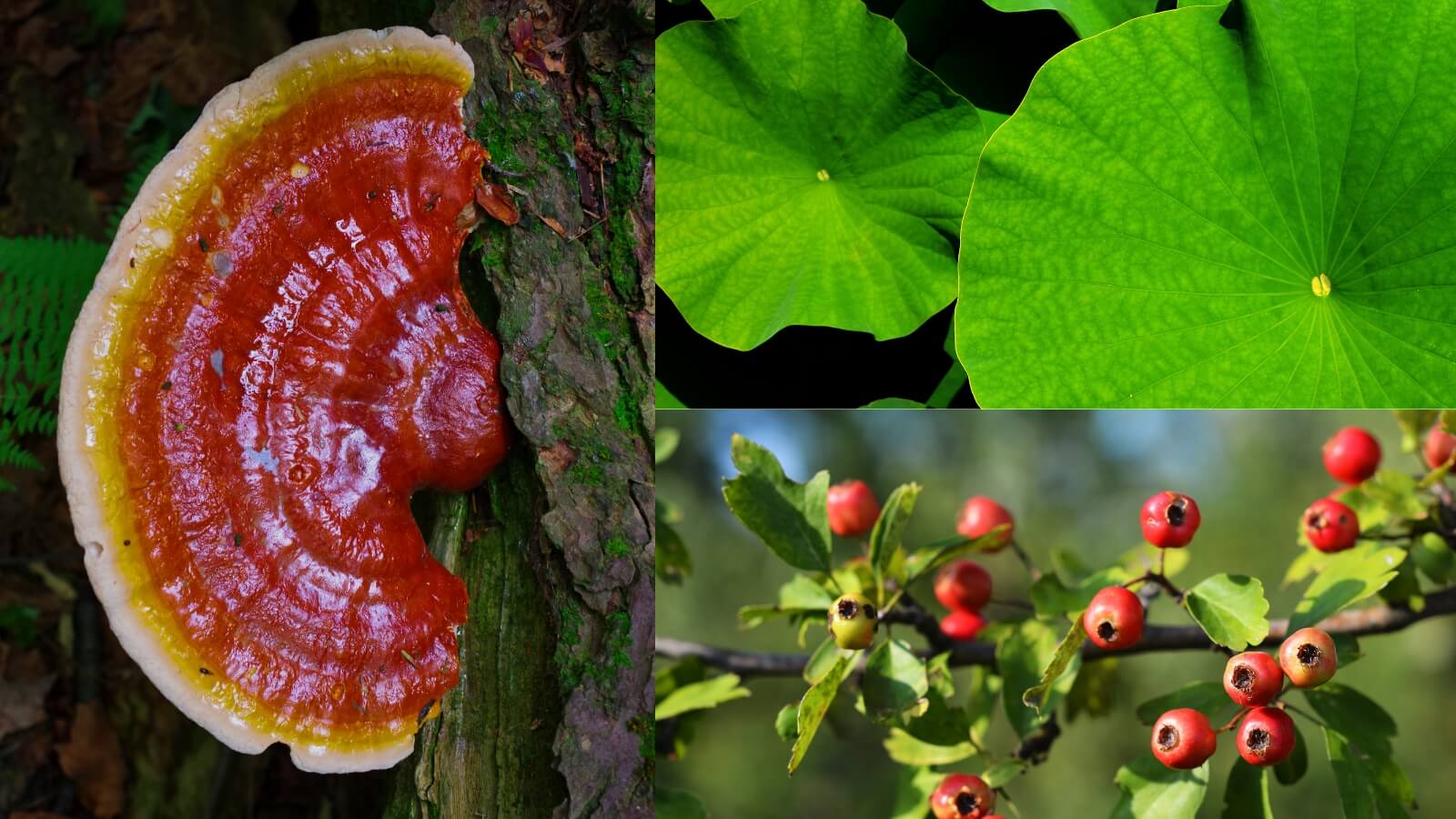Viên Uống Lanui Slim giúp hỗ trợ giảm cân hiệu quả