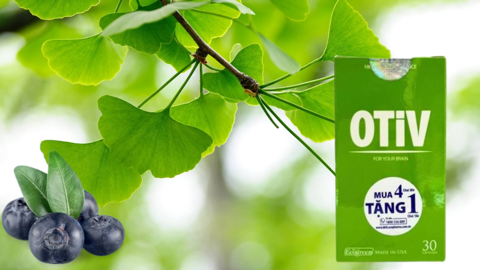 Viên uống Otiv bổ não có thành phần chính từ Cao bạch quả và Việt quất