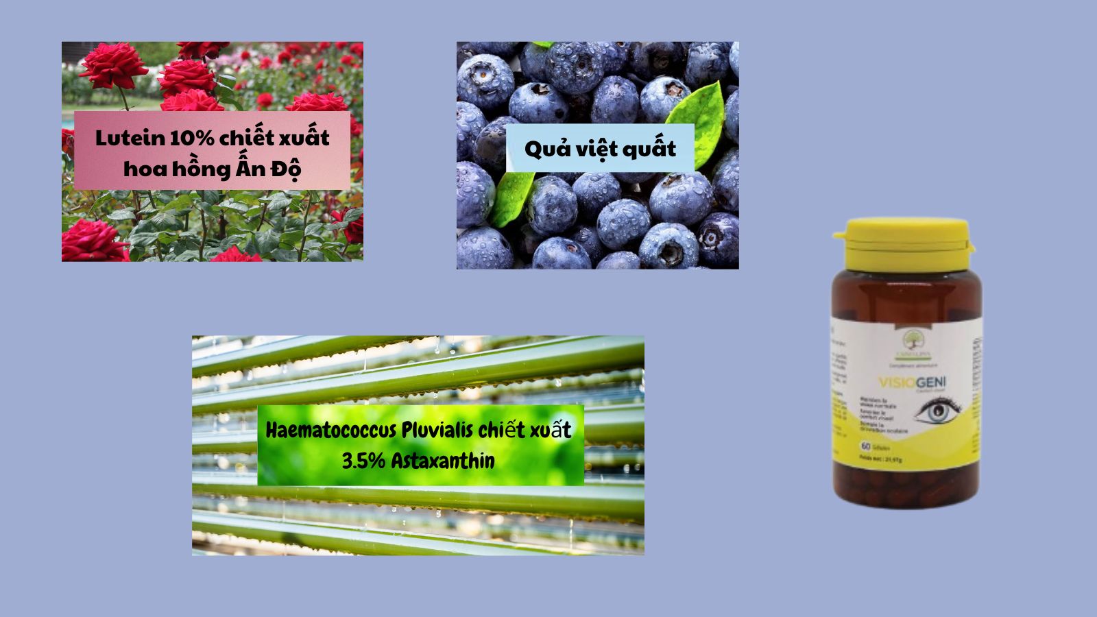 Visio Geni chứa các chất thiên nhiên tốt cho mắt
