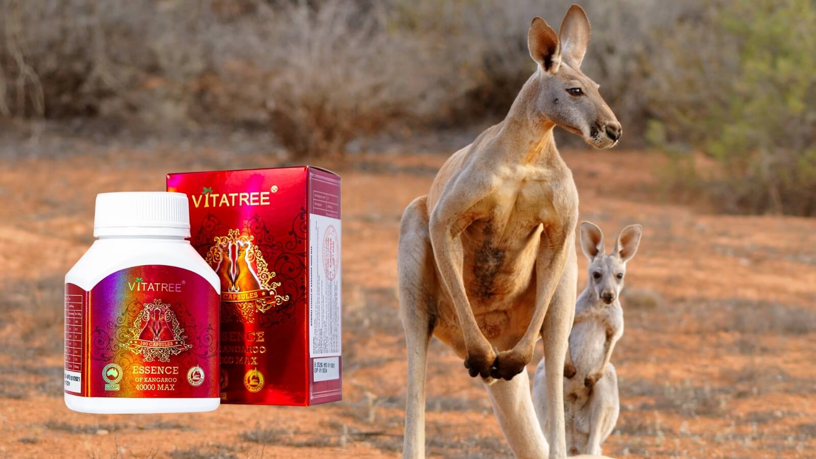 Kangaroo đỏ là loài có túi khổng lồ có tốc độ sinh sản nhanh nhất tại Úc