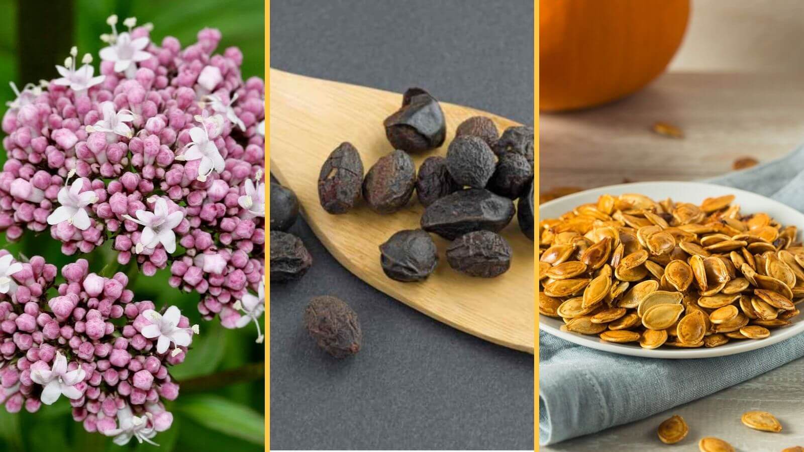 Thành phần chính của Vương Niệu Đan