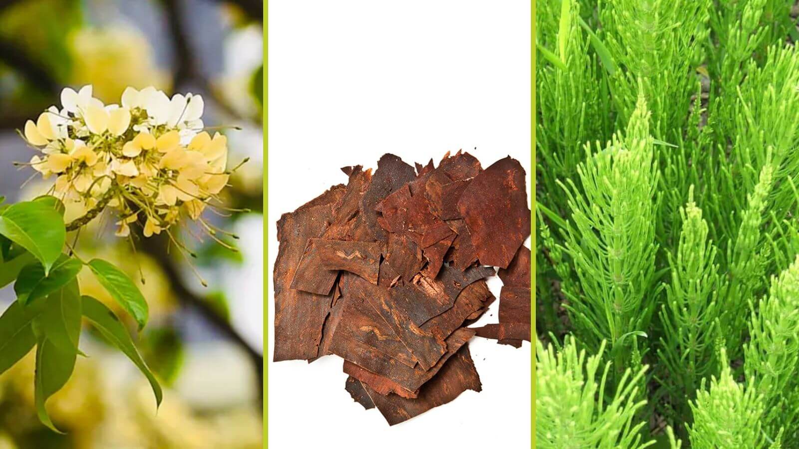 Thành phần chính của Vương Niệu Đan