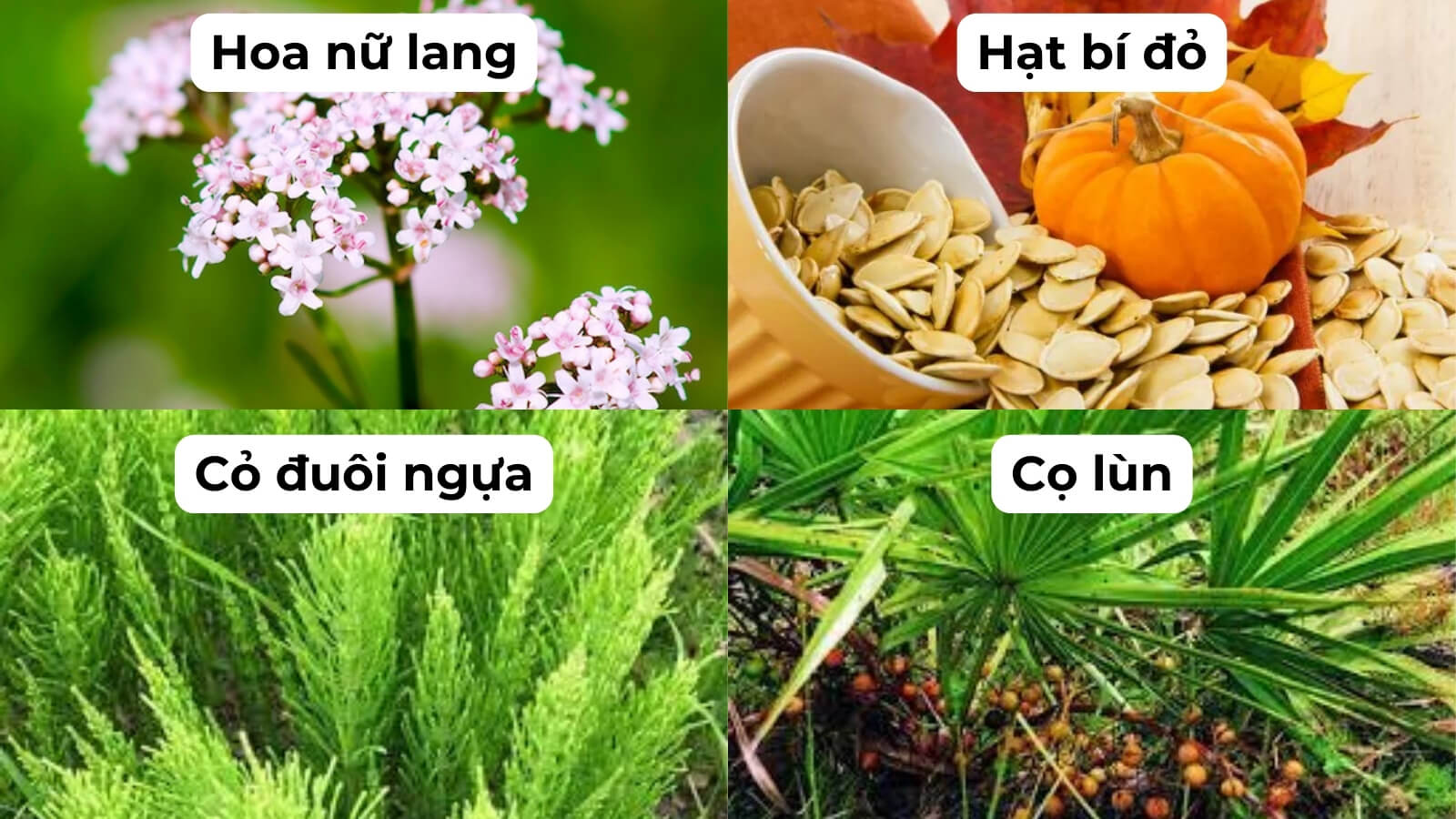 Thành phần chính có trong Vương Niệu Đan