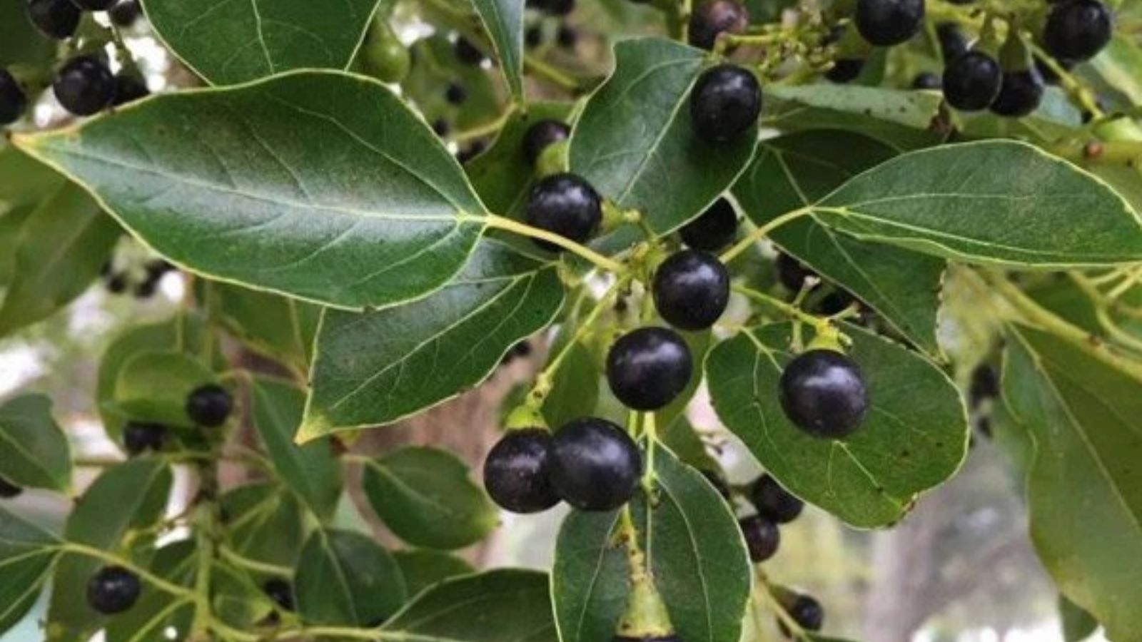 Long não kháng khuẩn, kháng nấm tốt, hỗ trợ giúp thông xoang mũi khi sử dụng