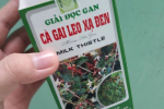 Cà Gai Leo Xạ đen